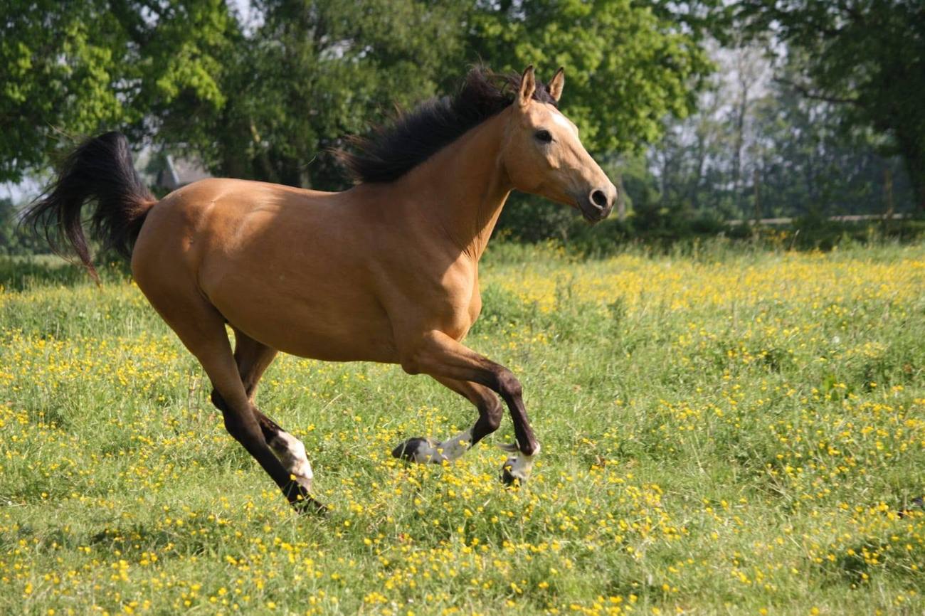 Cheval au galop dans une prairie fleurie