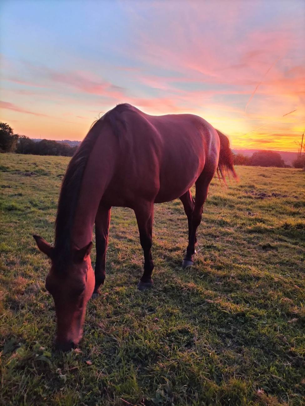 Cheval au coucher du soleil