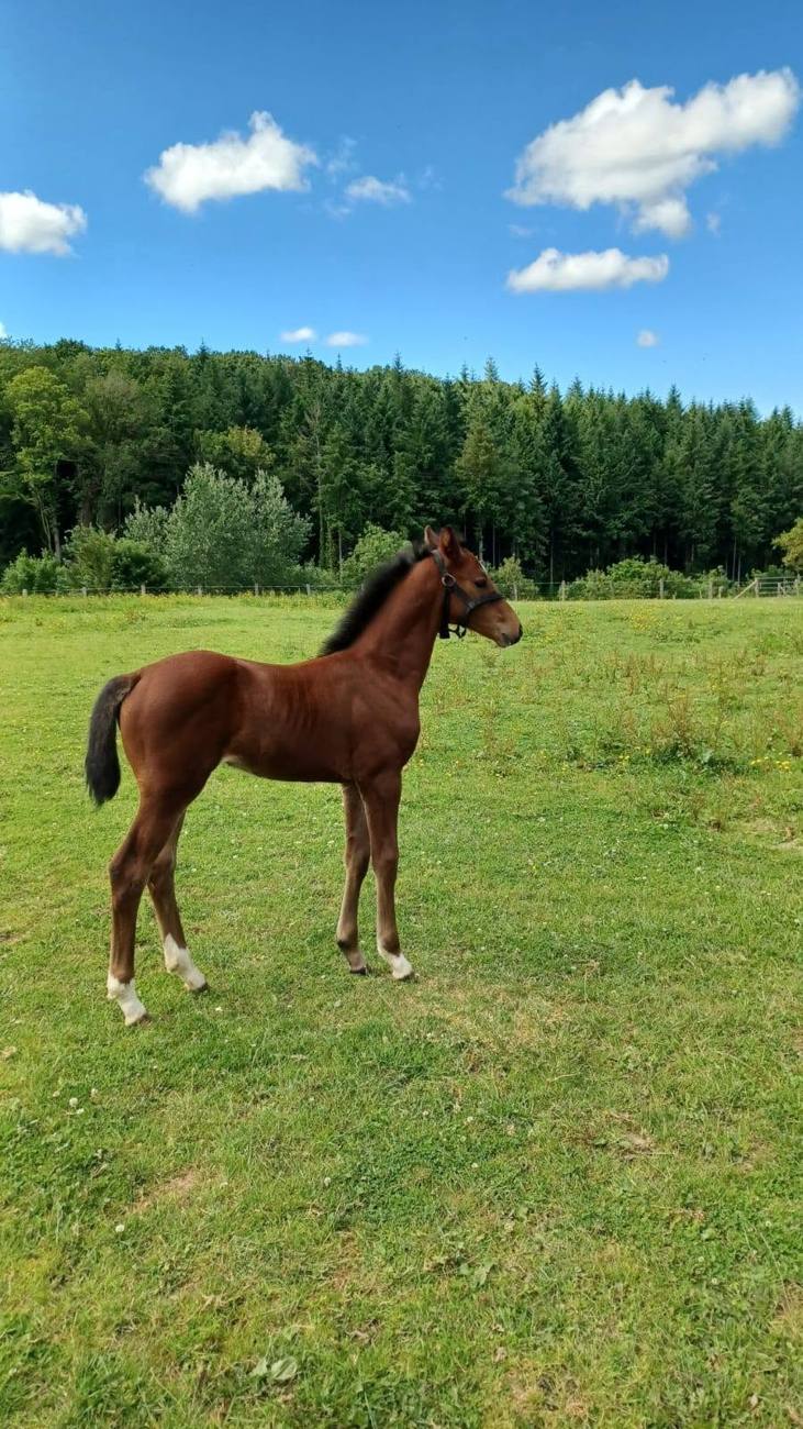 Photo du centre équestre La Chevauchée