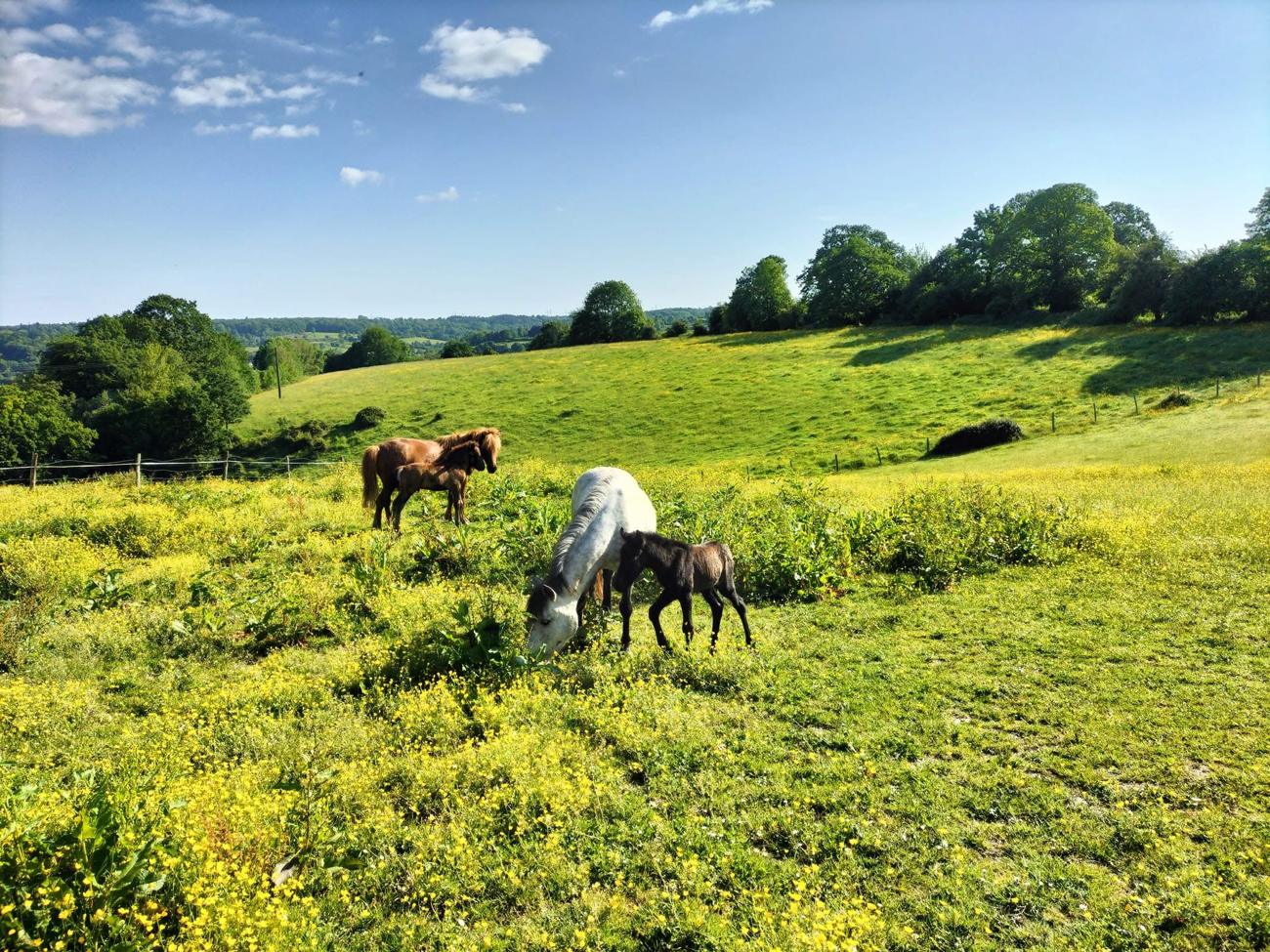 Juments et poulains dans une prairie fleurie