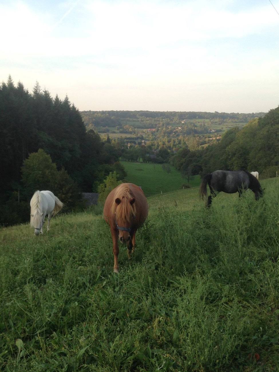 Photo du centre équestre La Chevauchée