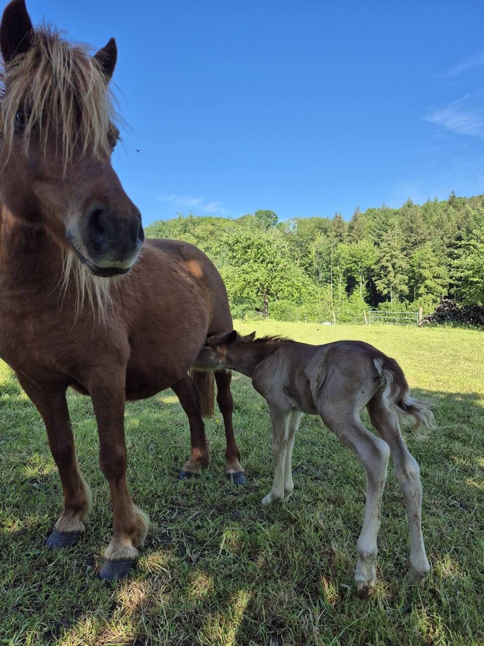 Photo du centre équestre La Chevauchée