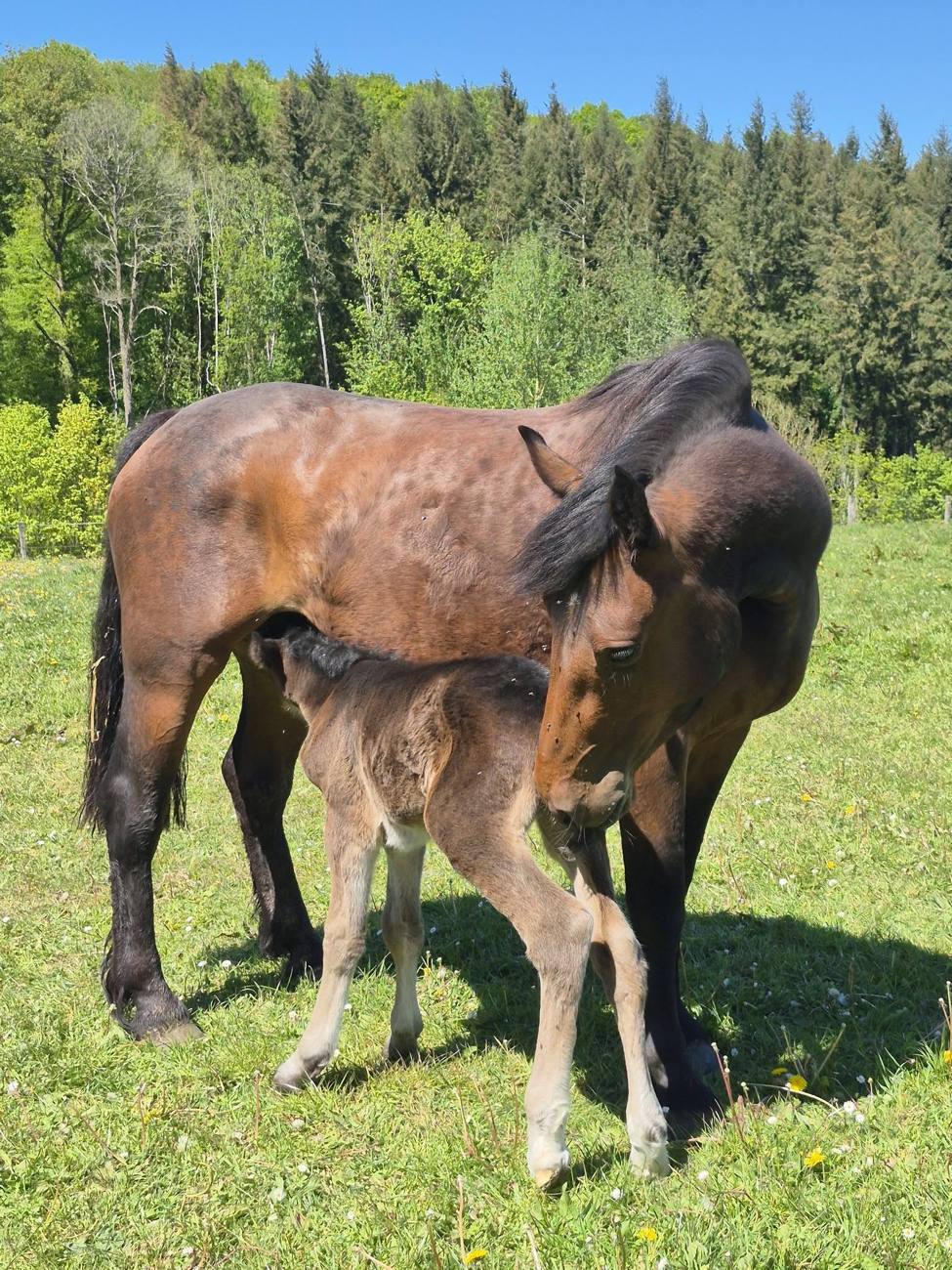 Photo du centre équestre La Chevauchée