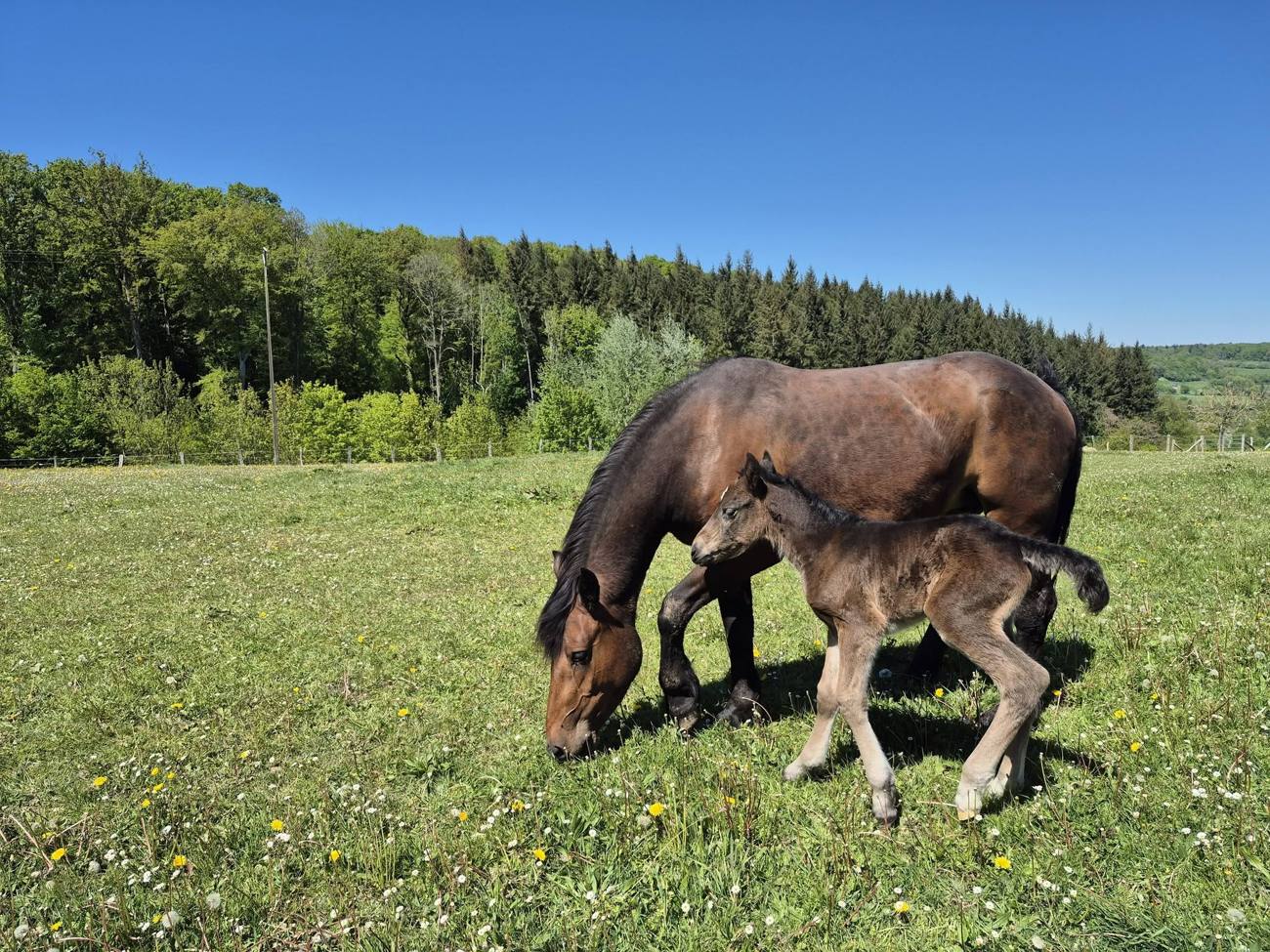 Photo du centre équestre La Chevauchée