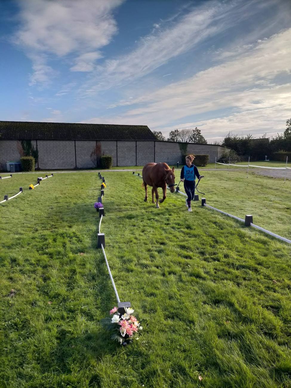 Travail à pied avec un cheval